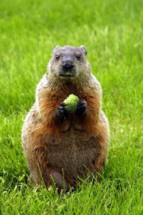 Groundhog Identification: What Does a Woodchuck Look Like?